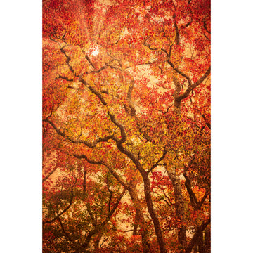 Komorebi | Limited Edition Print