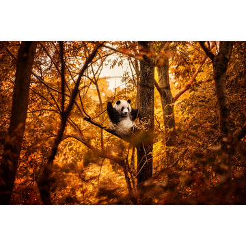 Panda-monium | Limited Edition Print