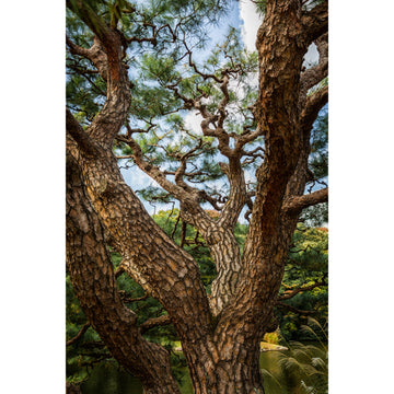 Threshold | Limited Edition Print