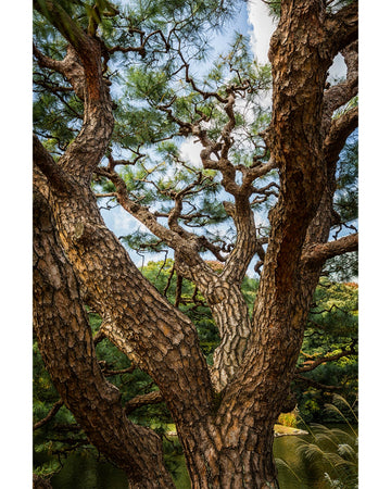 A pine tree with turning branches and layered textures set against a calm sky, introducing a blog article that reflects on trading perfection for presence.