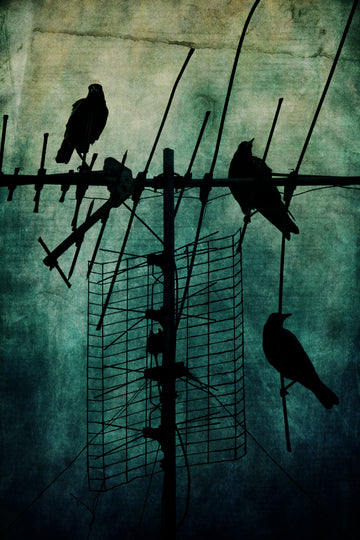 Limited Edition Fine Art Prints