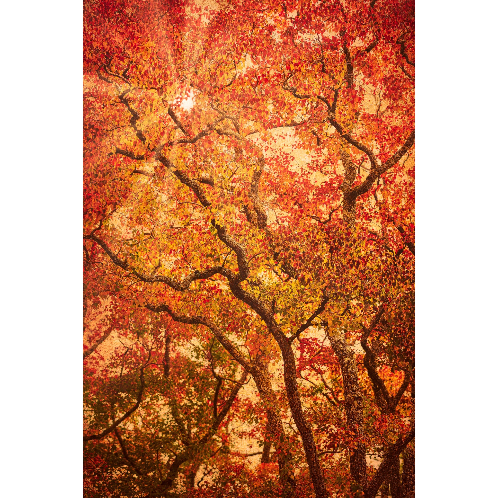 Komorebi | Limited Edition Print