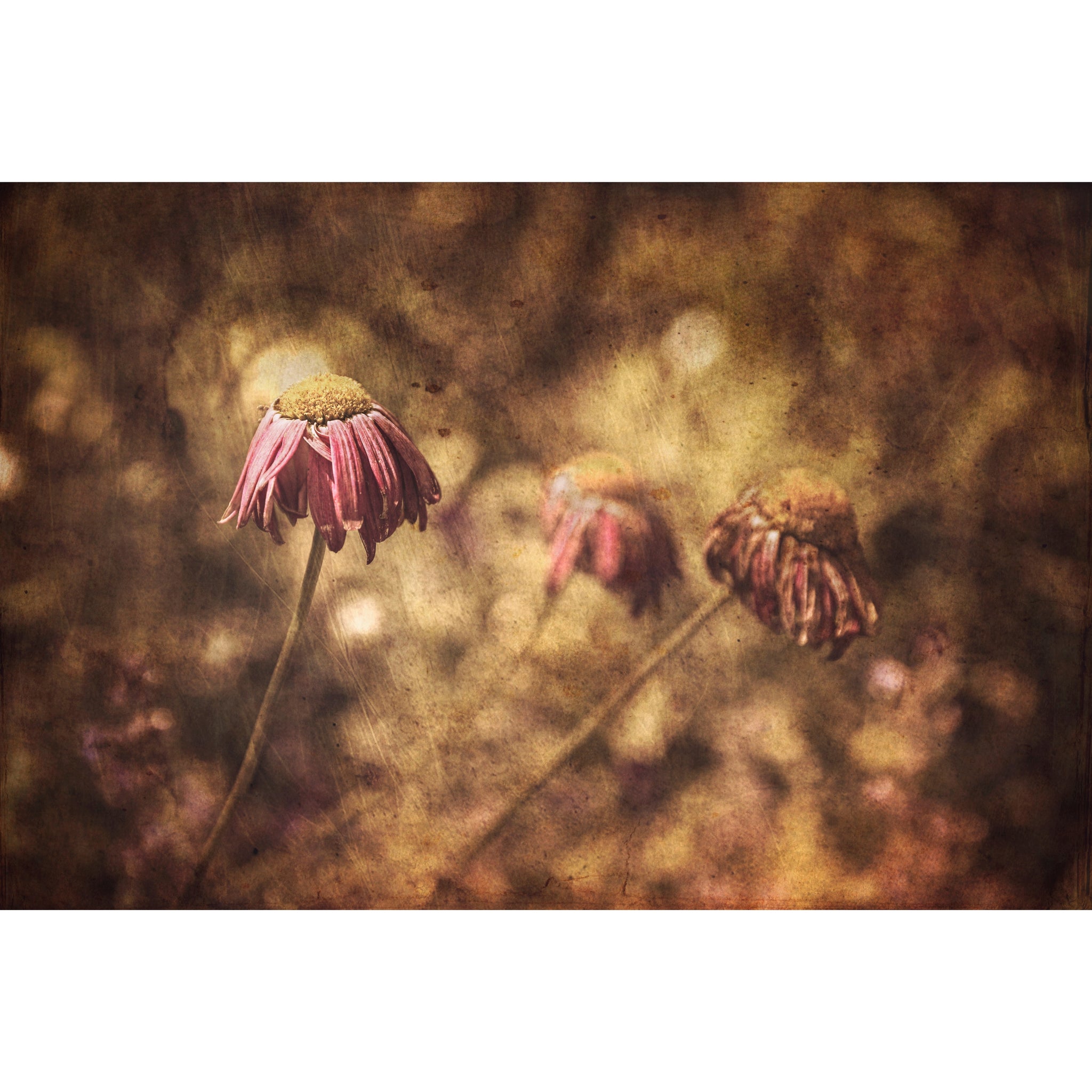Resilience | Limited Edition Print