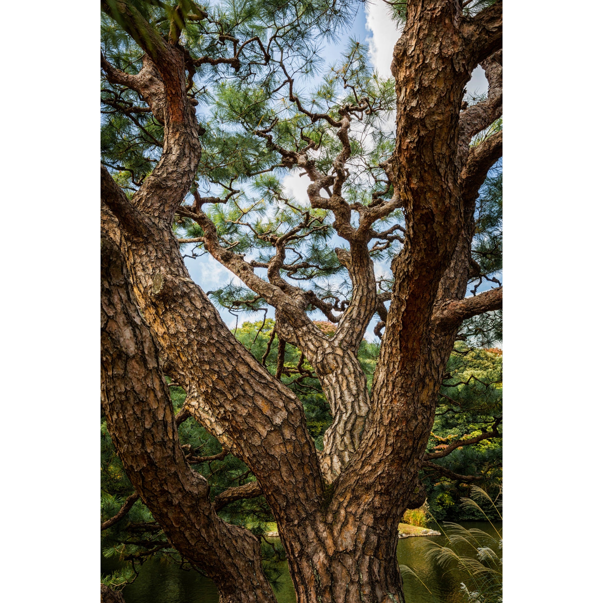 Threshold | Limited Edition Print