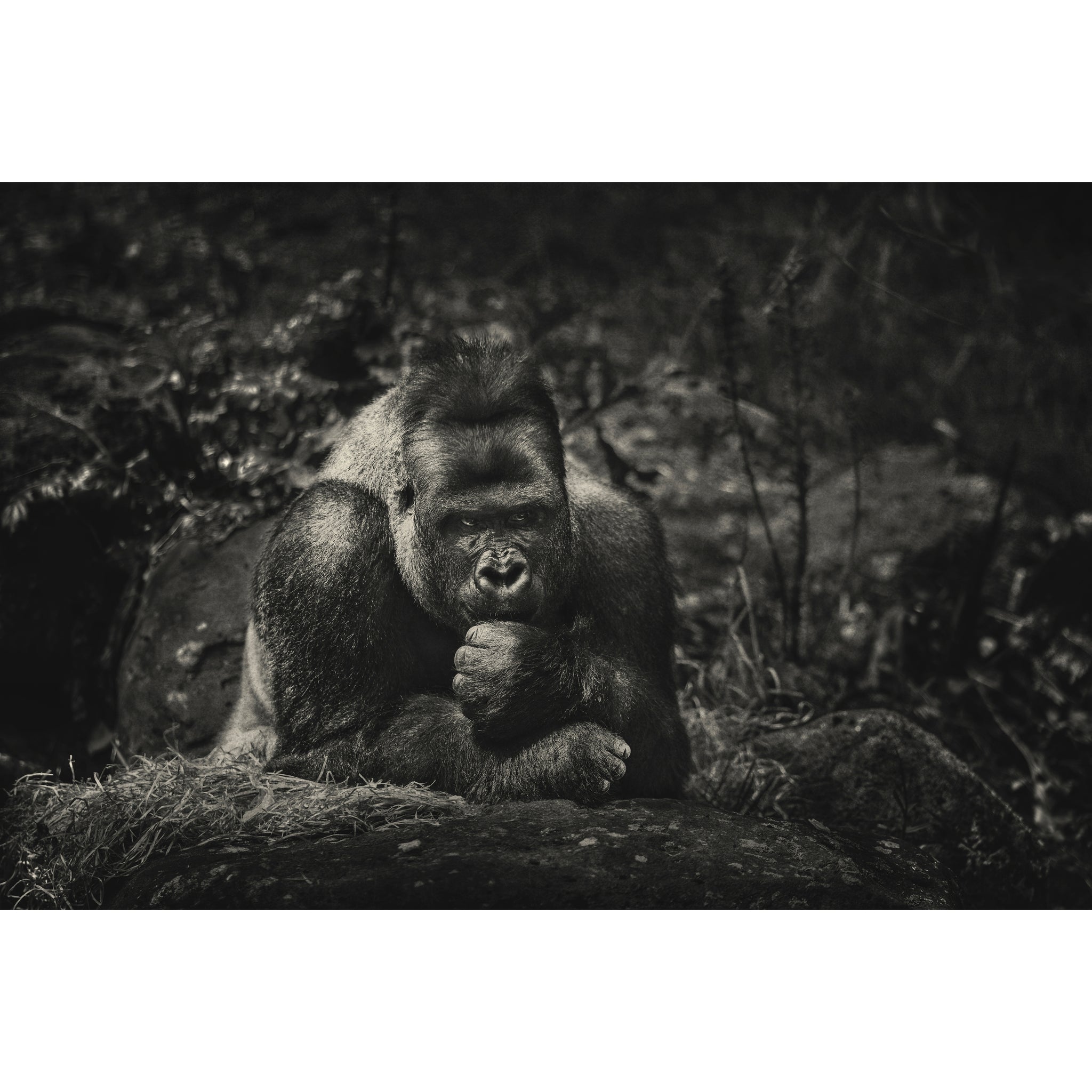 Contemplation | Limited Edition Print