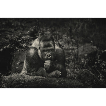 Contemplation | Limited Edition Print