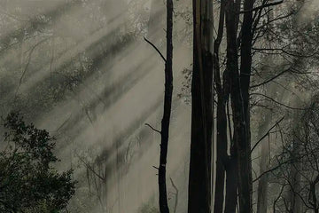 Beams of light filtering through forest trees, a photographic artwork by Andrew Para