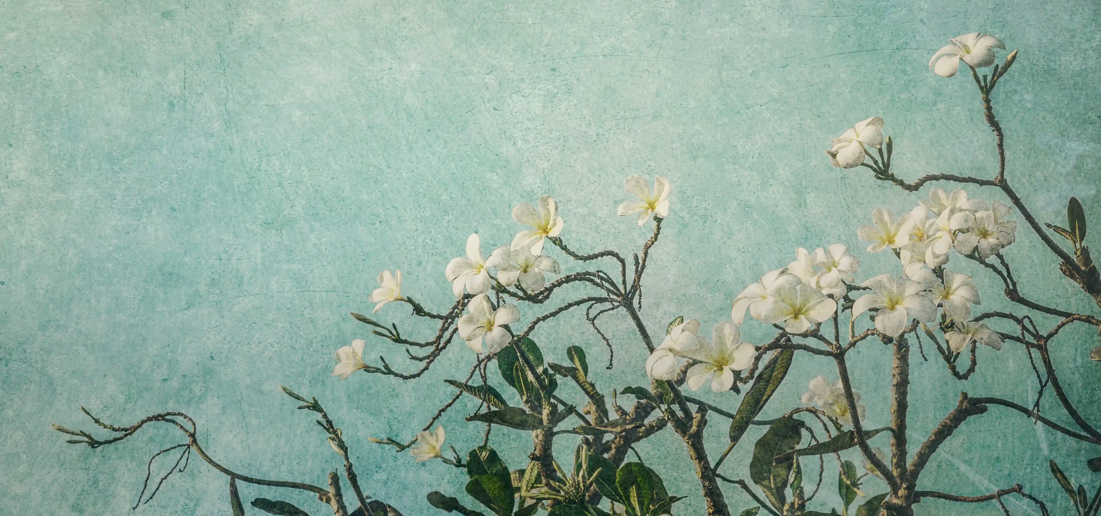 Frangipani flowers against an aqua, textured sky, this is Augmentation, a photographic artwork by Andrew Paraslider_item_W6hAzM