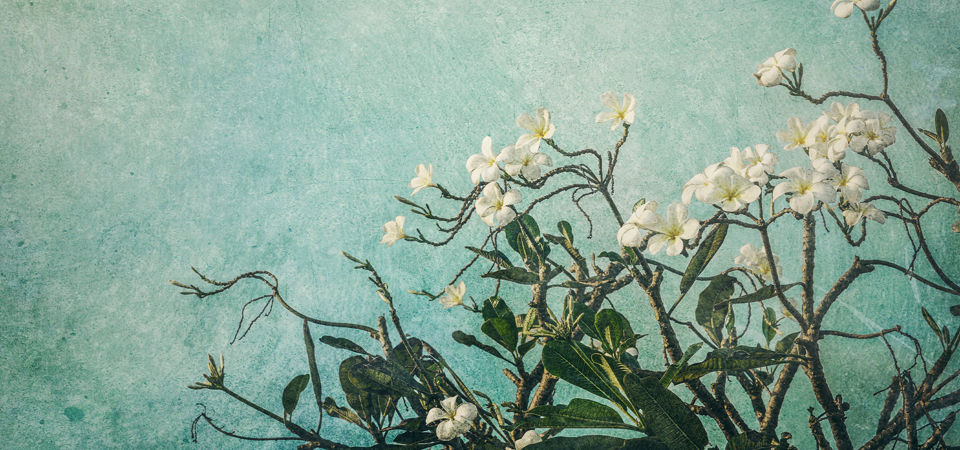 slider image slider_item_KfwGt3