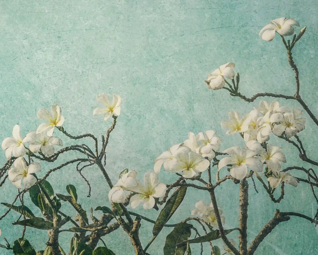 Frangipani flowers against an aqua, textured sky, this is Augmentation, a photographic artwork by Andrew Paraslider_item_W6hAzM