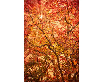 Nature photography print 'Komorebi' by Andrew Para, capturing sunlight filtering through trees for a sense of renewal.