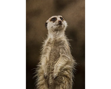 Emotional fine art photography 'Lookout' by Andrew Para, exploring themes of human connection.