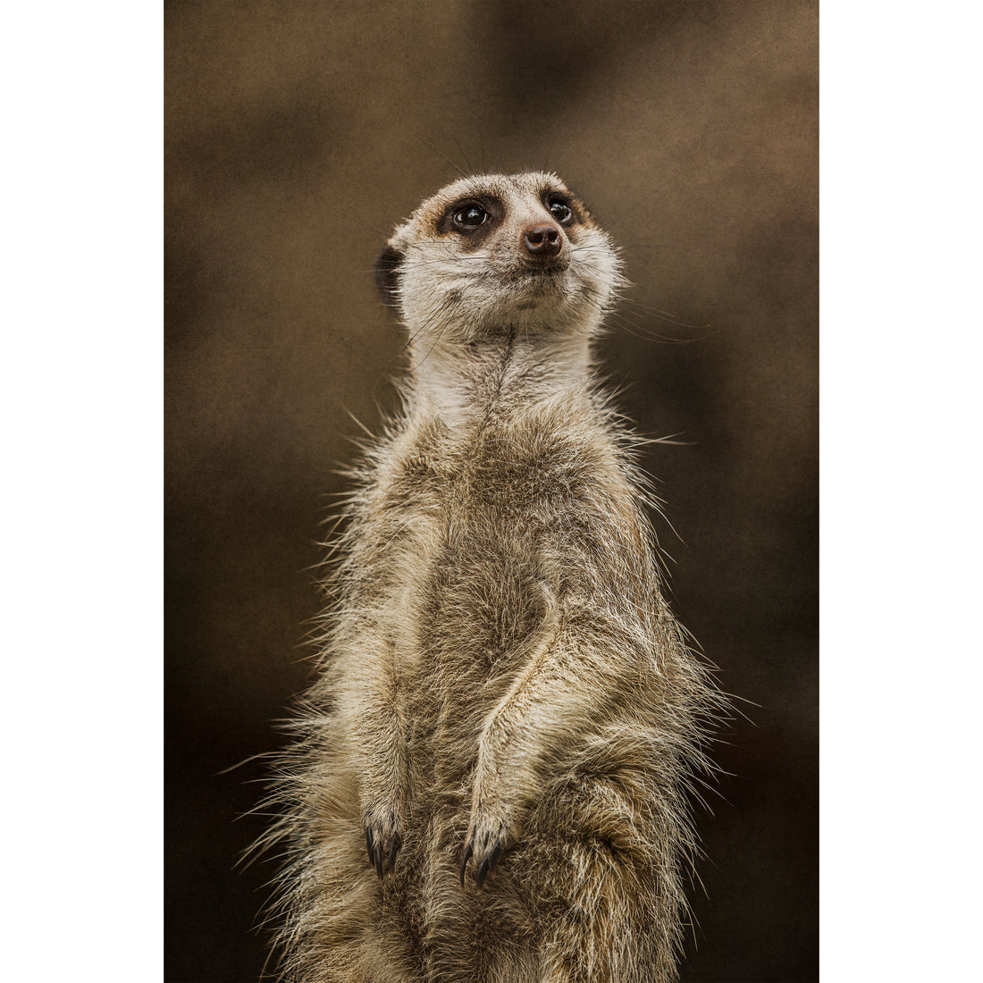Lookout