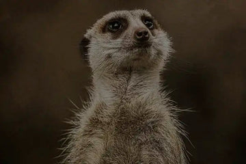 Emotional fine art photography 'Lookout' by Andrew Para, exploring themes of human connection.