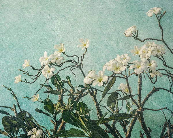 Delicate white frangipani blossoms reaching upward against a weathered teal backdrop, a quiet invitation to stillness. Image by Andrew Para Photographic Artslider_item_KfwGt3