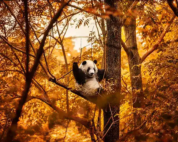 Panda bear sitting in a tree with a warm, golden light filtering through the leaves. Photographic Artwork by Andrew Paraslider_item_JMYCeC