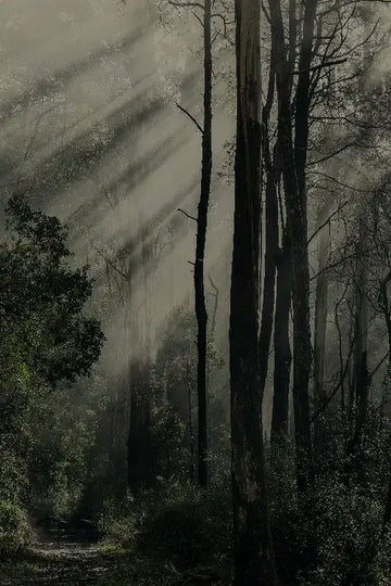 Misty forest fine art print 'Anóthen' by Andrew Para, evoking feelings of peace and tranquility.