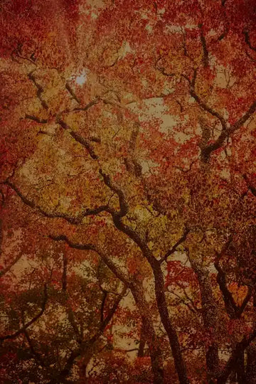 Nature photography print 'Komorebi' by Andrew Para, capturing sunlight filtering through trees for a sense of renewal.