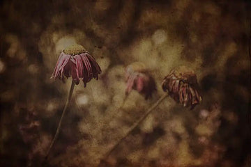 Sepia daisy fine art print 'Resilience' by Andrew Para, representing strength and endurance.