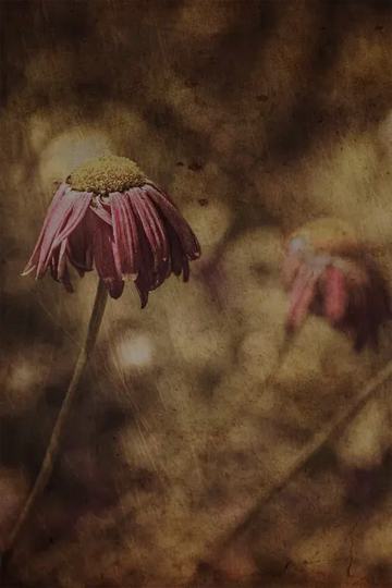 Sepia daisy fine art print 'Resilience' by Andrew Para, representing strength and endurance.