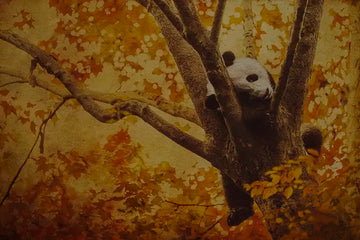 Quiet landscape photography 'Time Out' by Andrew Para, inviting stillness and meditation.