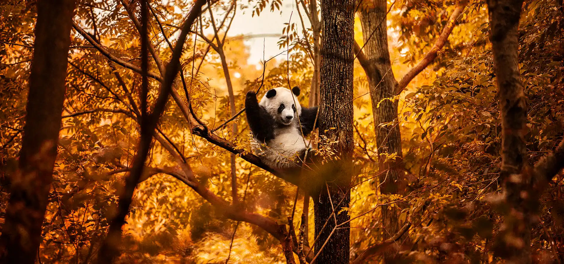 Panda bear sitting in a tree with a warm, golden light filtering through the leaves. Photographic Artwork by Andrew Paraslider_item_JMYCeC