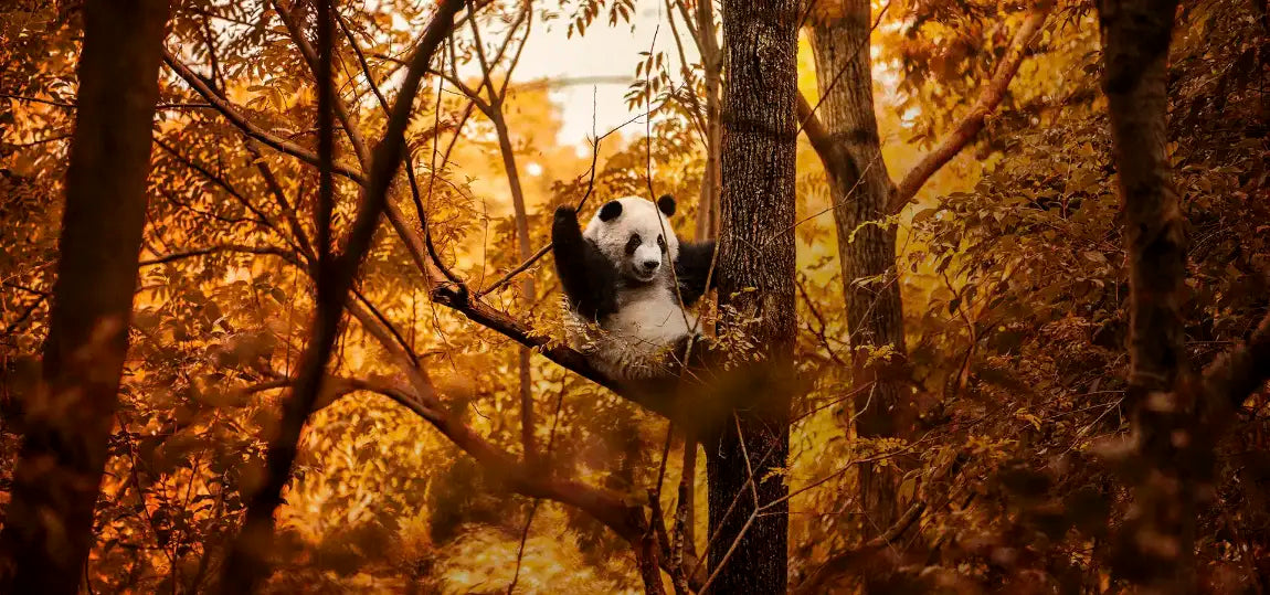 Panda bear sitting in a tree with a warm, golden light filtering through the leaves. Photographic Artwork by Andrew Paraslider_item_JMYCeC